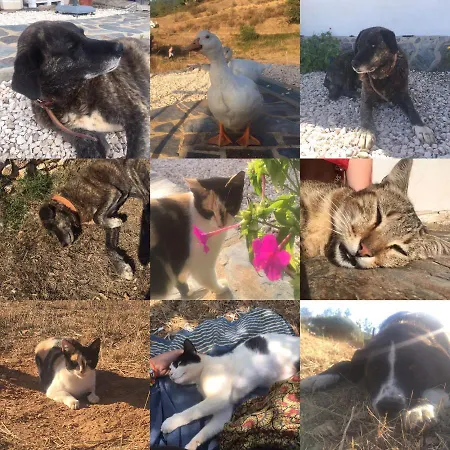 Vida Pura * オデセイシェ