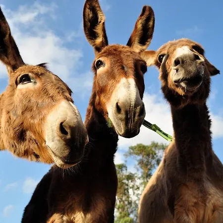 Vida Pura Guest house *